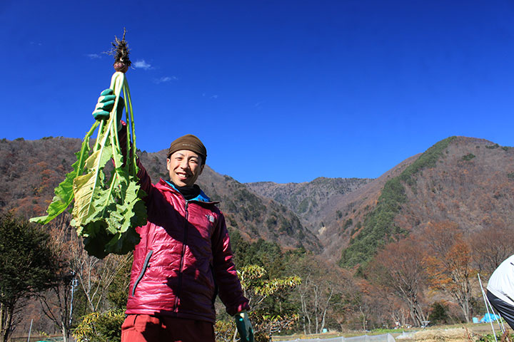 稲核菜収穫